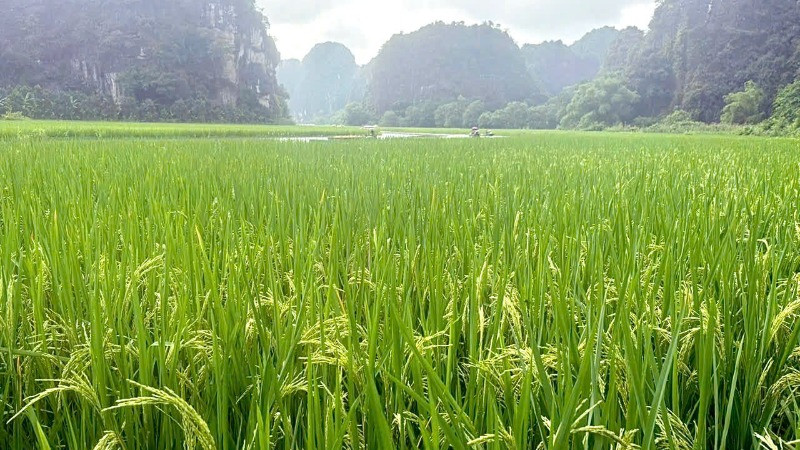 Bức tranh khổng lồ trên cánh đồng lúa Tam Cốc ở khu vực hang Hai.