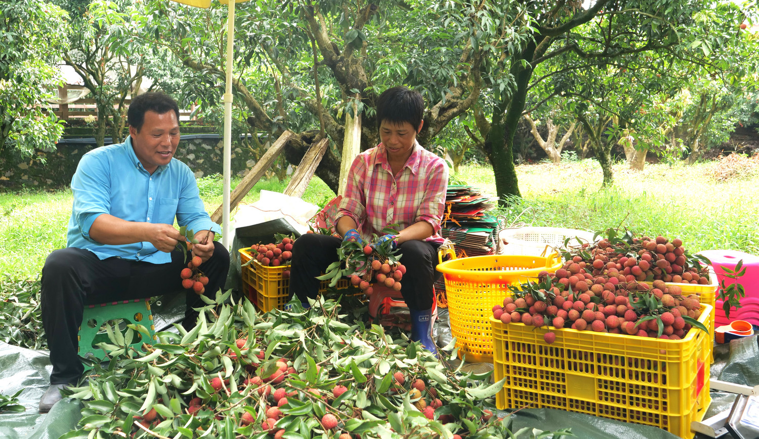 Trải nghiệm vẽ tranh trong vườn vải.