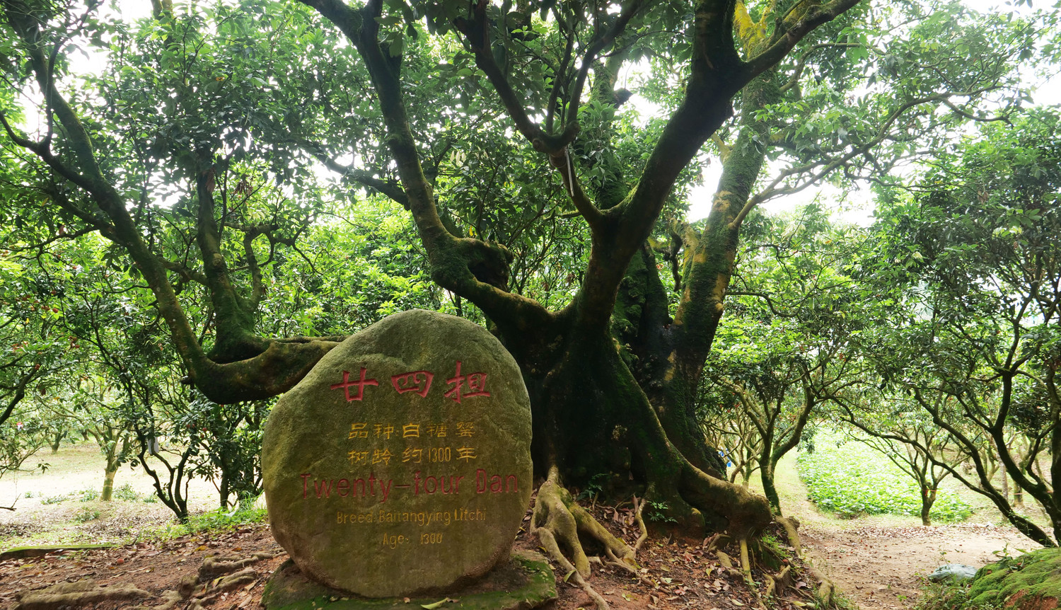 Thưởng thức cà phê và kem từ vải thiều.