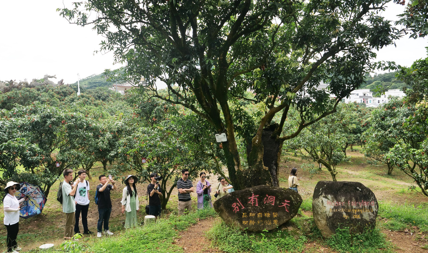 Người dân Mậu Danh thu hoạch vải thiều tại vườn.