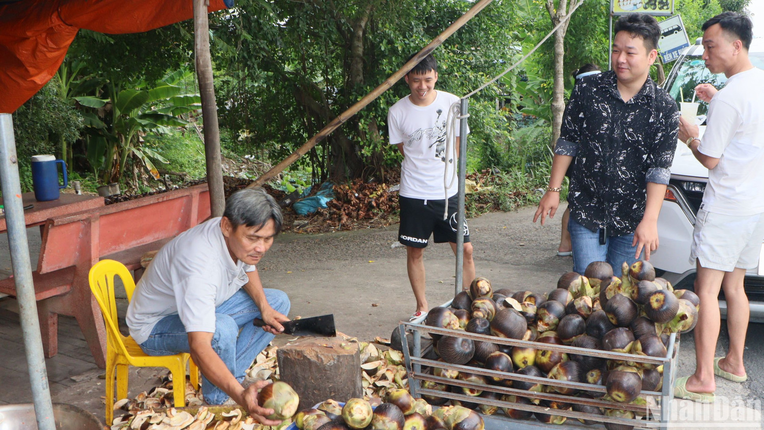 Cây thốt nốt đặc trưng của vùng Bảy Núi.