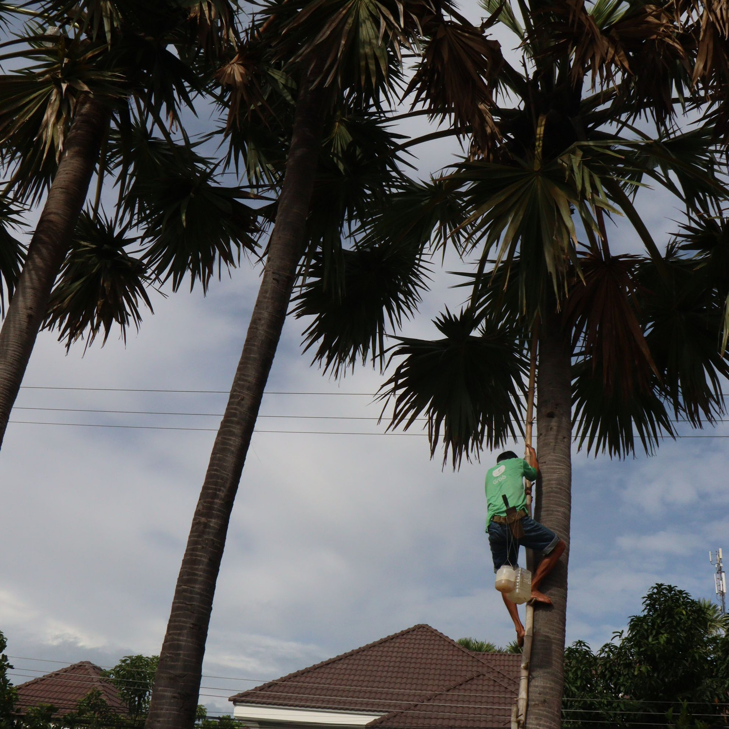 Thốt nốt được nhiều du khách ưa chuộng do hương vị ngọt ngào.