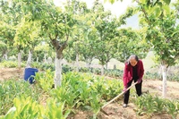Từ các phong trào thi đua, nhiều nông dân vùng cao thoát nghèo từ các mô hình kinh tế hiệu quả. Trong ảnh: Mô hình trồng rau dưới tán cây ăn quả cho thu nhập cao của gia đình bà Trương Thị Sến ở khu phố 2, xã Phố Bảng, tỉnh Tuyên Quang.