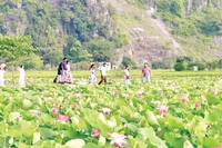 Đầm sen Hang Múa (Ninh Bình) thu hút đông đảo du khách trong nước và quốc tế đến tham quan.