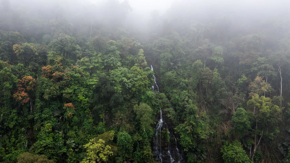 Hành trình giữ xanh đại ngàn Pù Mát