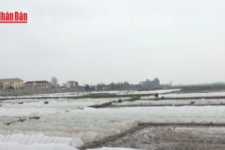 [Video] Chủ động ứng phó mưa lớn và rét đậm 