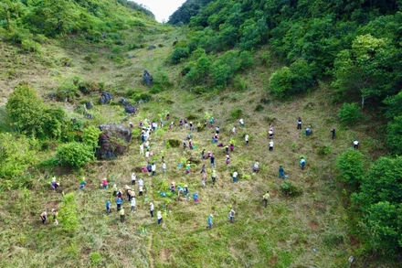 Trong năm 2024, chiến dịch “Góp lá vá rừng - Vì một Việt Nam xanh và phát triển bền vững” đã trồng được 35 nghìn cây xanh và phục hồi được 53ha rừng. 