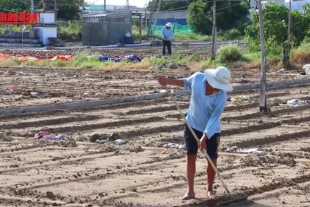 [Video] Khánh Hòa tái thiết sản xuất nông nghiệp phục vụ dịp Tết 