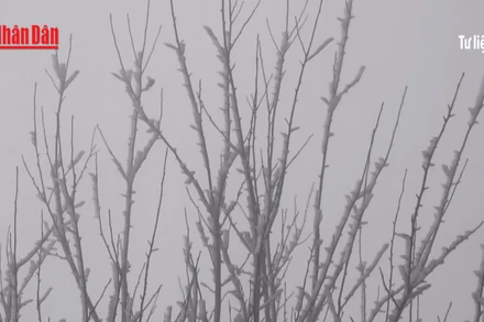 [Video] Miền Bắc sắp đón không khí lạnh mạnh, vùng núi cao có thể xảy ra băng tuyết