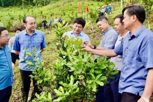 Đồng chí Lê Thành Đô (người thứ tư từ phải sang), Chủ tịch Ủy ban nhân dân tỉnh Điện Biên, thăm mô hình trồng xen cây cà-phê với mắc-ca của người dân xã Quài Nưa, huyện Tuần Giáo. (Ảnh: HÙNG TRÁNG)
