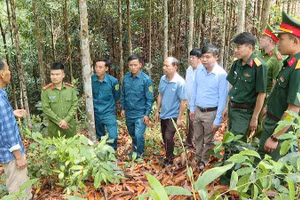 Bí thư chi bộ bản Huổi Pinh Thào Seo Sùng (đầu tiên bên trái) đang giới thiệu quy mô vườn quế của gia đình với cán bộ, nhân dân địa phương. (Ảnh: ĐỨC HẠNH)