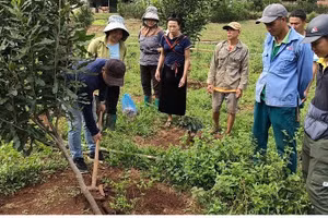 Cán bộ Trung tâm dịch vụ tổng hợp xã Pú Nhung hướng dẫn nông dân cách làm giá chống bảo vệ cây mắc-ca trong mùa giông bão.