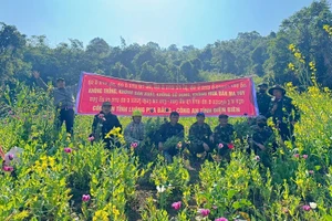 Các lực lượng phối hợp phá nhổ cây thuốc phiện do người dân lén lút gieo trồng trên khu vực giáp biên giới. (Ảnh: THU TRANG)