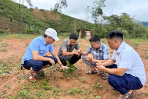 Đồng chí Nguyễn Tiến Thành (đầu tiên bên trái ảnh), Chủ tịch Ủy ban nhân dân xã Nậm Kè kiểm tra tiến độ sinh trưởng, quy trình chăm sóc cây cà-phê mới được trồng tại bản Pá Mỳ.