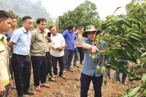 Cán bộ Trung tâm Dịch vụ tổng hợp xã Pú Nhung (tỉnh Điện Biên) hướng dẫn nông dân kỹ thuật tỉa quả, chăm sóc cây ăn quả theo quy trình nông nghiệp sạch.
