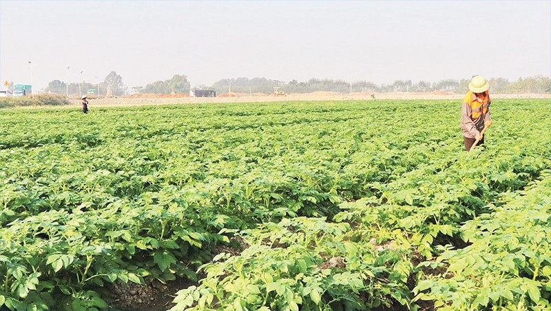 Nông dân Bắc Ninh chăm sóc khoai tây để thu hoạch dịp Tết Nguyên đán.