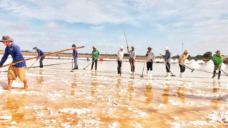 Diêm dân vùng ven biển xã Vĩnh Hậu (Cà Mau) đang vào cao điểm vụ sản xuất muối. (Ảnh THANH CƯỜNG)