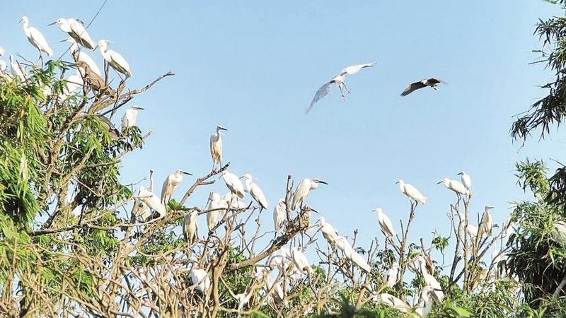 Đảo Cò ở Nam Thanh Miện là nơi cư trú thường xuyên của hàng chục nghìn cá thể thuộc nhiều loài chim nước.