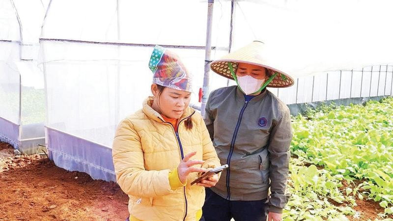 Nông dân Hợp tác xã Nông nghiệp dịch vụ-cung ứng thực phẩm Đà Bắc sử dụng điện thoại thông minh để điều khiển hệ thống tưới tự động.