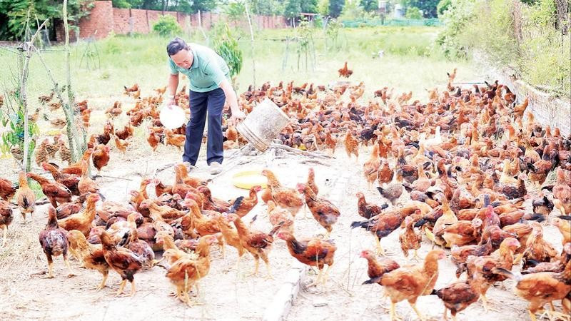 Hộ chăn nuôi ở Thành phố Hồ Chí Minh tăng đàn gà chuẩn bị nguồn cung phục vụ nhu cầu thị trường Tết Nguyên đán Bính Ngọ 2026.