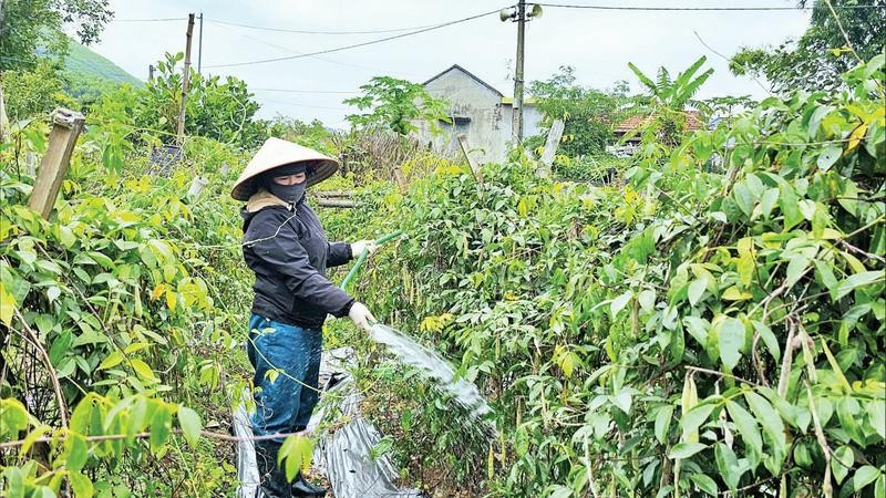 Người dân Quảng La chăm sóc vườn cây sâm nam.