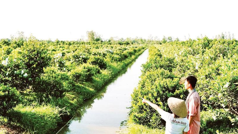 Một mô hình nông nghiệp áp dụng công nghệ tạo ra sản phẩm sạch, thân thiện môi trường tại Cần Thơ.