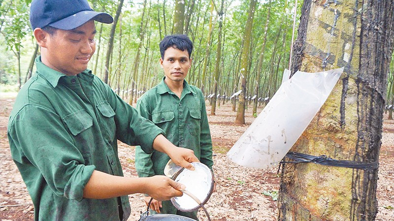 Công nhân khai thác mủ cao su tại Đội 2, Công ty TNHH MTV cao su Lộc Ninh.