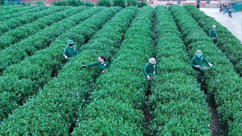 Người dân xã Tân Cương chăm sóc cây chè.