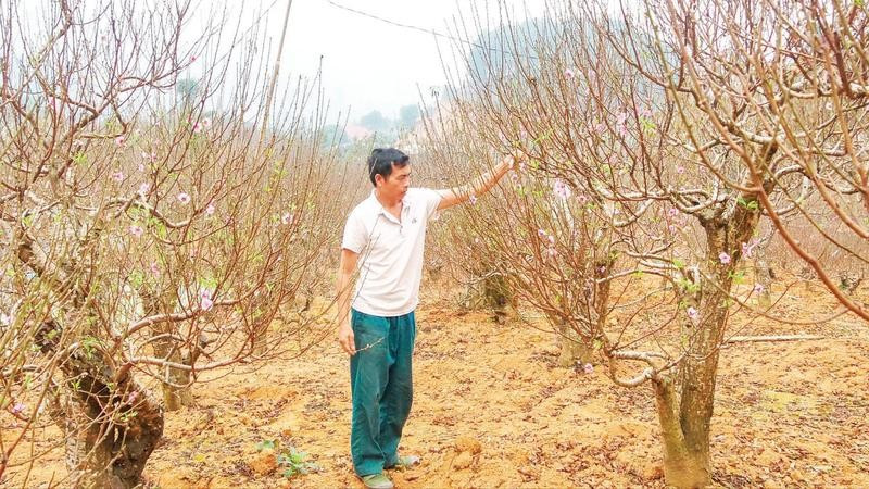 Người dân xã Xuân Quang chăm sóc đào Tết.