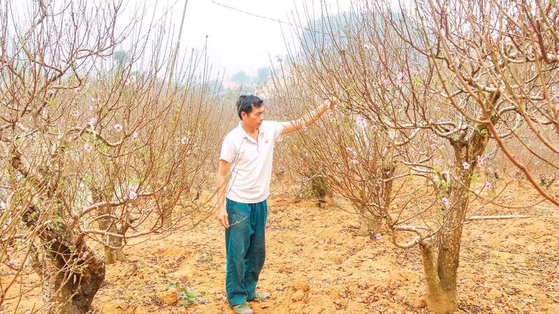 Người dân xã Xuân Quang chăm sóc đào Tết.