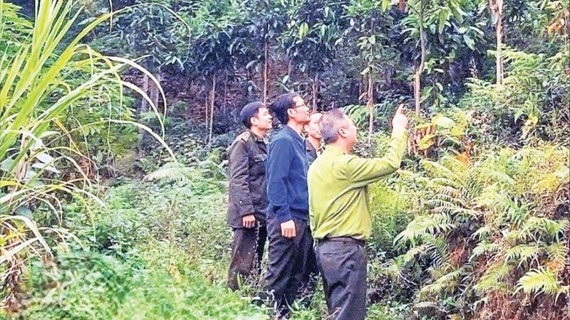 Cán bộ kiểm lâm kiểm tra diện tích trồng quế. (Ảnh HỒNG KHANH)