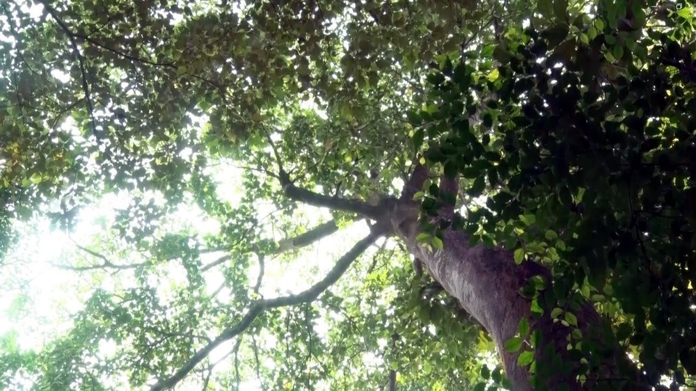 Ảnh minh họa: Rừng Lòi Chùa ở thôn Đồng Thành (xã Nam Trạch, huyện Bố Trạch, tỉnh Quảng Bình) là khu rừng nguyên sinh với nhiều cây cổ thụ quý. (Ảnh: Tá Chuyên - TTXVN)