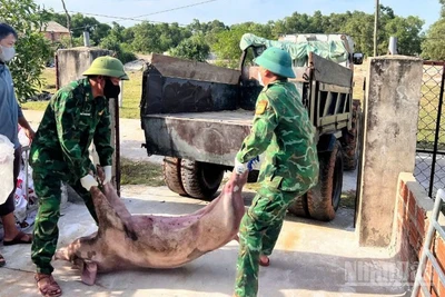 Lực lượng chức năng xã Mỹ Thủy tổ chức vận chuyển và tiêu hủy lợn bị dịch bệnh trên địa bàn.