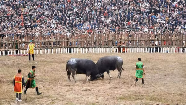 Đông đảo người dân tham dự lễ hội chọi trâu truyền thống.