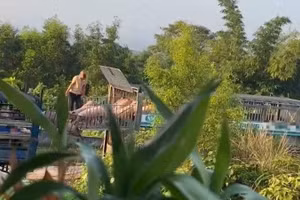 Lợn bệnh được vận chuyển từ ngoại tỉnh vào Quảng Trị để bán cho cơ sở giết mổ. (Ảnh: Công an tỉnh Quảng Trị)