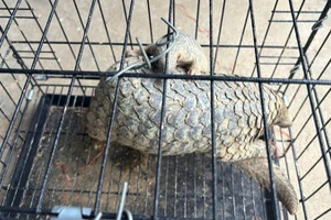 Cá thể Tê Tê người dân Thanh Hóa đem giao nộp cho cơ quan chức năng.