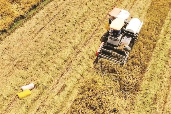 Thu hoạch lúa nhìn từ trên cao.