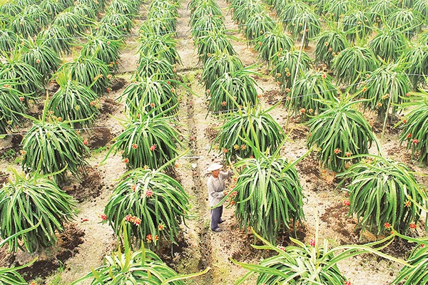 Mô hình trồng thanh long thích ứng với biến đổi khí hậu tại xã Tân Phước, huyện Gò Công Đông, tỉnh Tiền Giang.