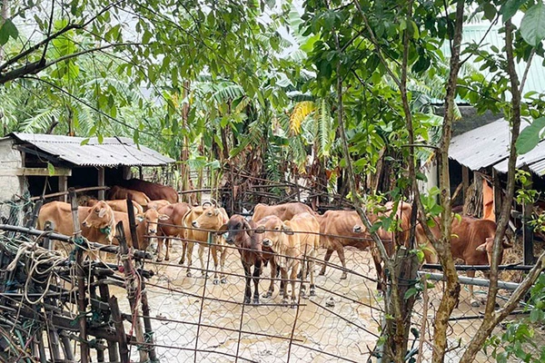 Một số con bò được tìm lại sau lũ rút vào sáng 14/11.