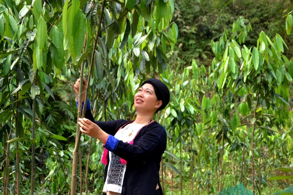 Bí thư Chi bộ thôn Khe Tắm Bàn Thị Nhắn chăm sóc đồi quế của gia đình.