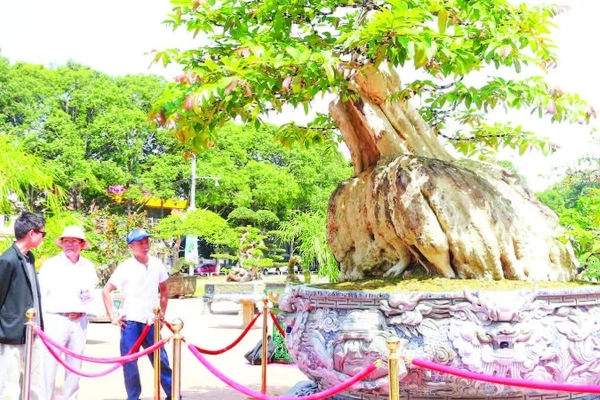 Mang dáng hình độc đáo tựa như một con rùa, cây bằng lăng 200 năm tuổi thu hút đông đảo người dân đến chiêm ngưỡng.