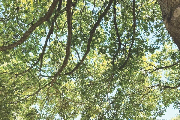 Ngày hạ chí rộn ràng.