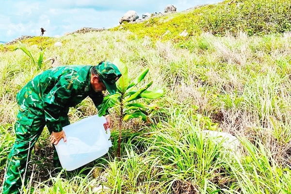 Mỗi lần trồng trăm cây, sống độ 13 là cũng coi như thành công. Ảnh: MAI NGUYÊN