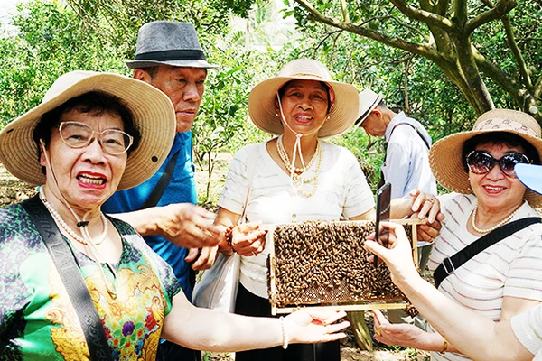 Thích thú với các tổ ong mật.