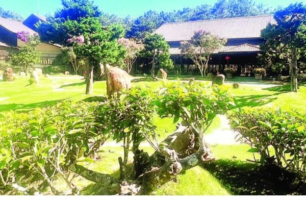 Những gốc trà cổ trong khuôn viên Bảo tàng trà Long Đỉnh.