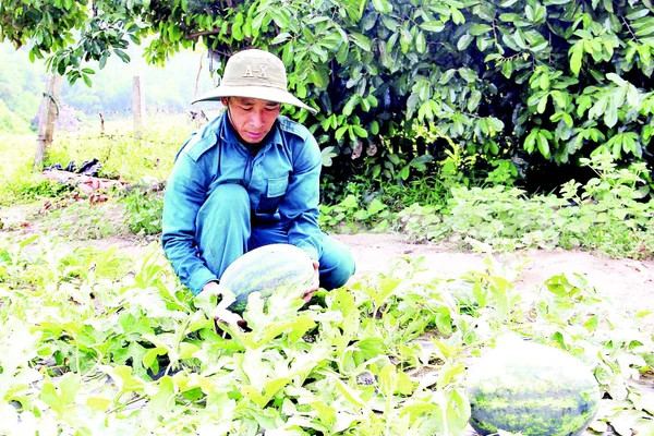 Dưa hấu Trường Định ngọt nổi tiếng.