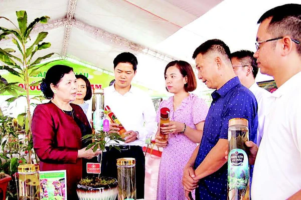 Lãnh đạo tỉnh Lai Châu khảo sát các mô hình phát triển kinh tế tại địa phương.