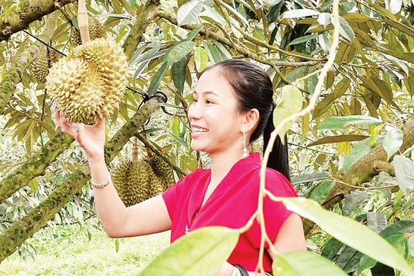  Chăm sóc sầu riêng tại tỉnh Đồng Nai. (Ảnh M.S)