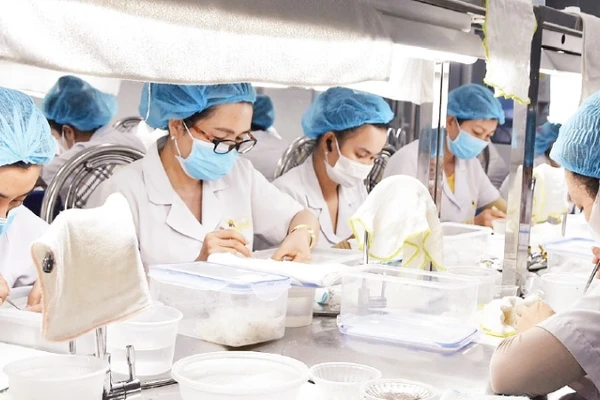 Sơ chế yến tại Công ty trách nhiệm hữu hạn Thương mại, dịch vụ Trí Sơn.