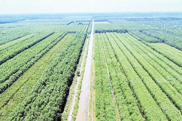 Trong hơn 30.000 ha rừng sản xuất ở miệt rừng U Minh hạ có hơn 1/3 diện tích trồng cây keo lai theo hình thức thâm canh.